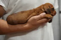 Peaches , a female Dachshund for sale in Fontana, CA – 2 of 8