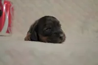 Rex, a male Dachshund for sale in Fontana, CA – 4 of 4