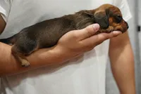 Charlie , a male Dachshund for sale in Fontana, CA – 5 of 5
