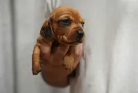 Peaches , a female Dachshund for sale in Fontana, CA – 8 of 8