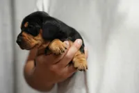Zoe , a female Dachshund for sale in Fontana, CA – 7 of 7