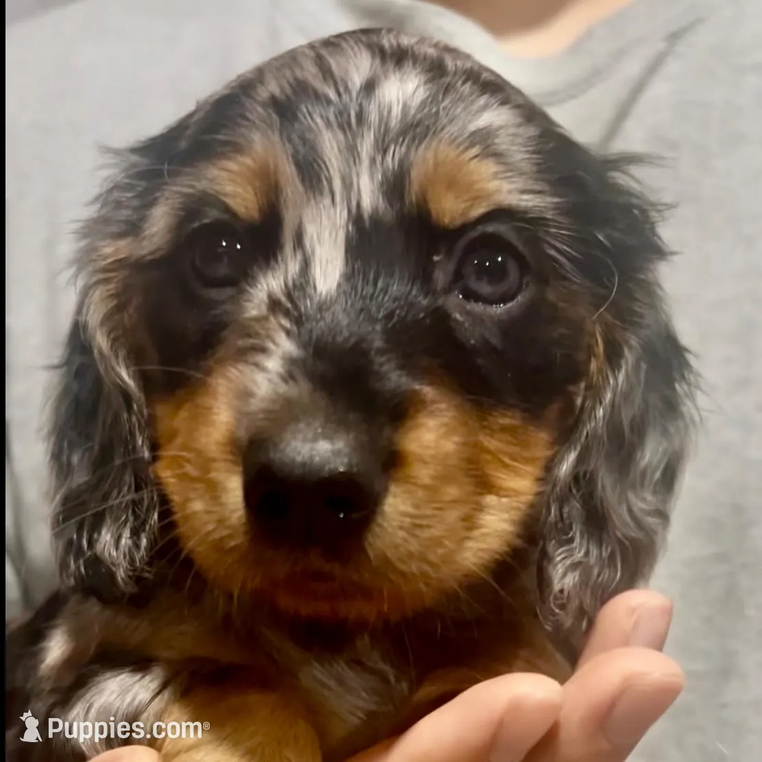 Flower – Dachshund puppy for sale in Fontana, CA