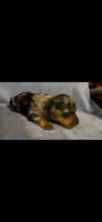 Flower, a female Dachshund for sale in Fontana, CA – Photo 2 of 3