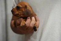 Peaches , a female Dachshund for sale in Fontana, CA – 1 of 8