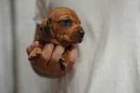 Peaches , a female Dachshund for sale in Fontana, CA – 3 of 8