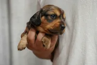 Reeses, a female Dachshund for sale in Fontana, CA – 5 of 5