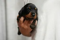 Maya , a female Miniature Dachshund for sale in Fontana, CA – 5 of 6