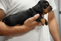 Zoe , a female Dachshund for sale in Fontana, CA – 5 of 7