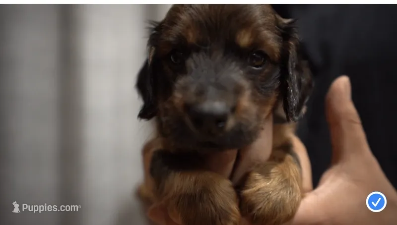 Rex – Dachshund puppy for sale in Fontana, CA