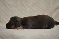 Dash, a male Dachshund for sale in Fontana, CA – 2 of 4