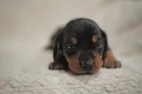 Slinky , a male Dachshund for sale in Fontana, CA – 4 of 5