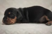 Slinky , a male Dachshund for sale in Fontana, CA – 5 of 5