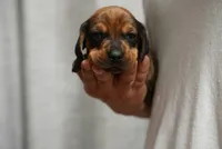 Charlie , a male Dachshund for sale in Fontana, CA – 3 of 5