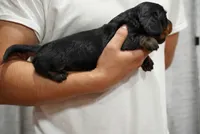 Maya , a female Miniature Dachshund for sale in Fontana, CA – 6 of 6