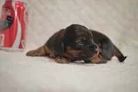 Rex, a male Dachshund for sale in Fontana, CA – 2 of 4