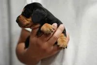 Zoe , a female Dachshund for sale in Fontana, CA – 3 of 7