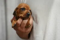Peaches , a female Dachshund for sale in Fontana, CA – 6 of 8