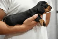 Zoe , a female Dachshund for sale in Fontana, CA – 6 of 7