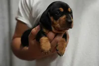 Zoe , a female Dachshund for sale in Fontana, CA – 4 of 7
