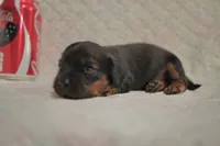 Rex, a male Dachshund for sale in Fontana, CA – 1 of 4