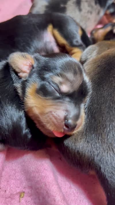 Stella , a female Dachshund for sale in Fontana, CA – 2 of 2