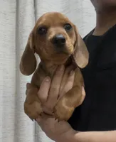 Copper, a male Dachshund for sale in Fontana, CA – 3 of 4