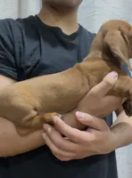 Copper, a male Dachshund for sale in Fontana, CA – 2 of 4