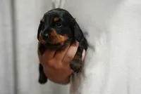Maya , a female Miniature Dachshund for sale in Fontana, CA – 2 of 6