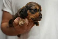 Reeses, a female Dachshund for sale in Fontana, CA – 2 of 5