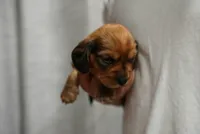 Kuma , a male Dachshund for sale in Fontana, CA – 4 of 4