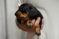 Nova , a female Miniature Dachshund for sale in Fontana, CA – 4 of 7