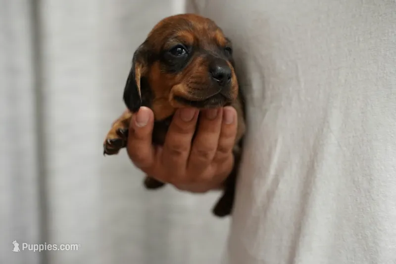 Charlie  – Dachshund puppy for sale in Fontana, CA