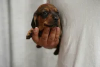 Charlie , a male Dachshund for sale in Fontana, CA – 1 of 5