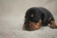 Slinky , a male Dachshund for sale in Fontana, CA – 3 of 5