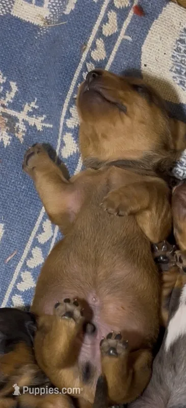 Copper – Dachshund puppy for sale in Fontana, CA