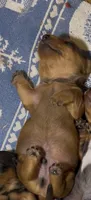Copper, a male Dachshund for sale in Fontana, CA – 1 of 3