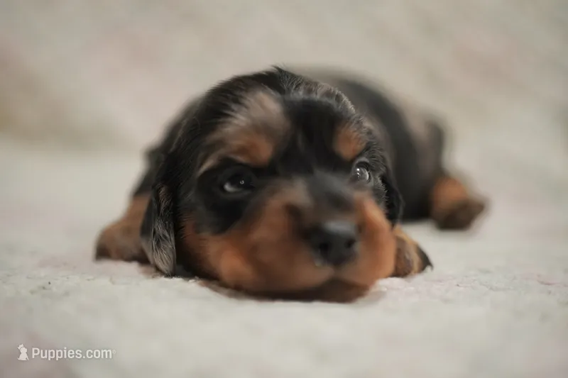 Millie – Dachshund puppy for sale in Fontana, CA