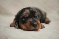Millie, a female Dachshund for sale in Fontana, CA – 1 of 3