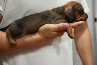 Charlie , a male Dachshund for sale in Fontana, CA – 4 of 5
