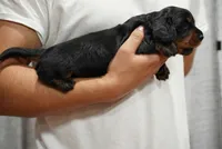 Maya , a female Miniature Dachshund for sale in Fontana, CA – 4 of 6