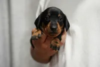 Nova , a female Miniature Dachshund for sale in Fontana, CA – 6 of 7