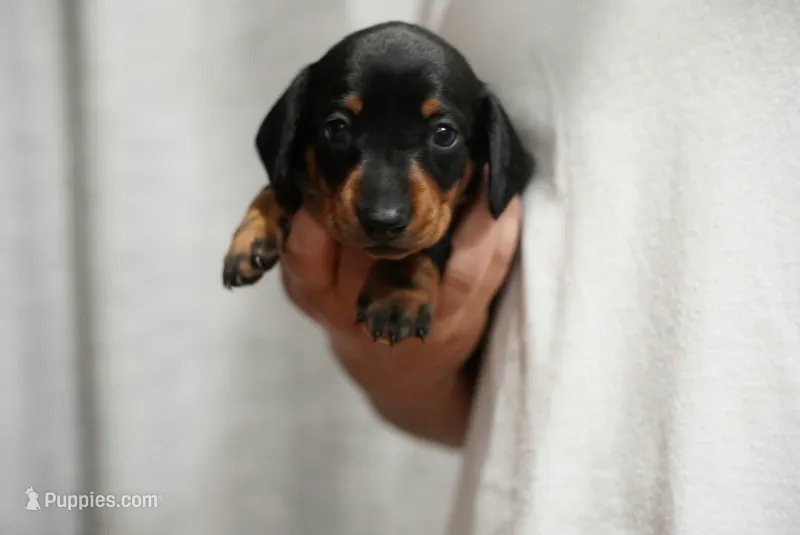Nova  – Miniature Dachshund puppy for sale in Fontana, CA