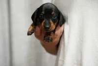 Nova , a female Miniature Dachshund for sale in Fontana, CA – 1 of 7
