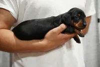 Nova , a female Miniature Dachshund for sale in Fontana, CA – 2 of 7
