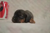 Rex, a male Dachshund for sale in Fontana, CA – 3 of 4