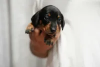 Nova , a female Miniature Dachshund for sale in Fontana, CA – 3 of 7