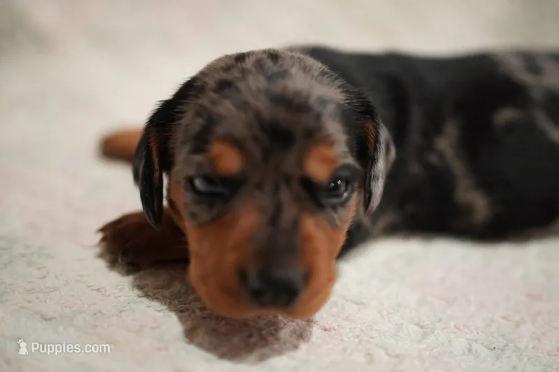 Stella  – Dachshund puppy for sale in Fontana, CA