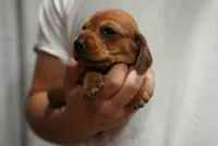 Peaches , a female Dachshund for sale in Fontana, CA – 5 of 8