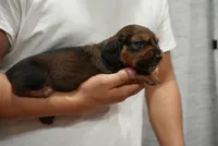 Leo, a male Dachshund for sale in Fontana, CA – 2 of 3