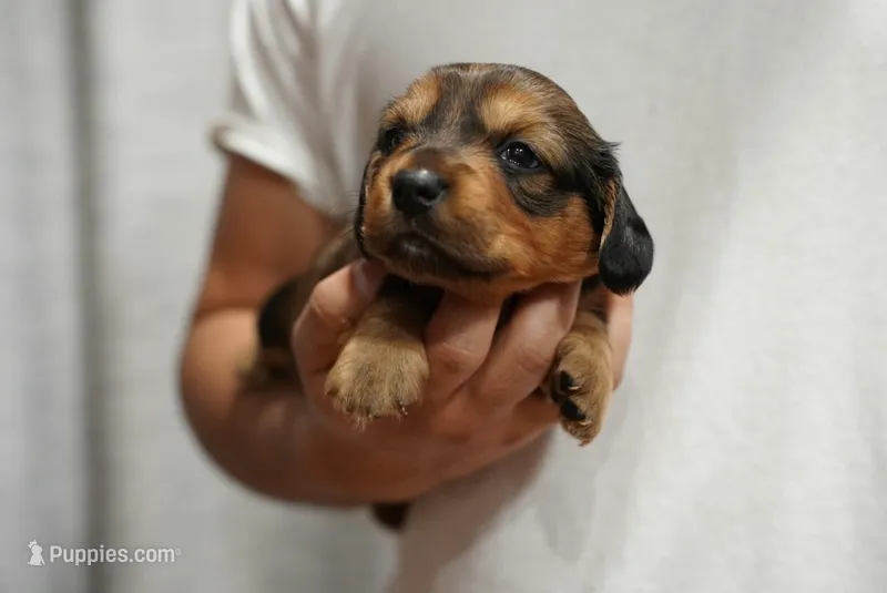 Reeses – Dachshund puppy for sale in Fontana, CA